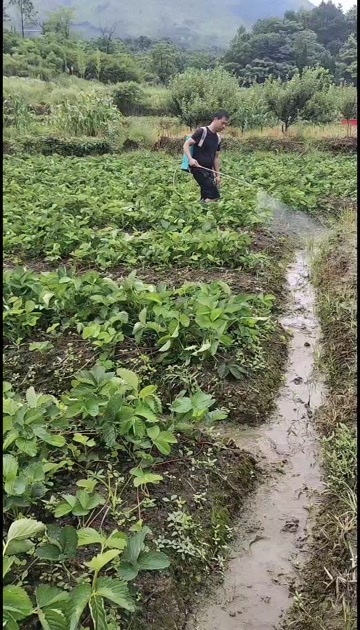 兴安县隋珠草莓苗
