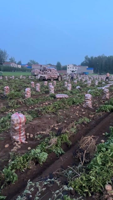 开封祥符区区沃土5号土豆以大量上市支持各种包装￼