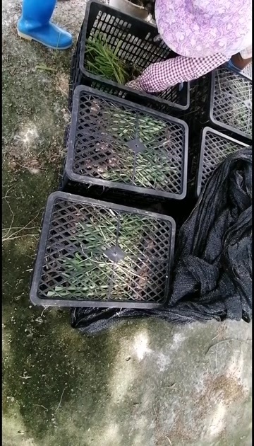 博白县甘蔗种苗