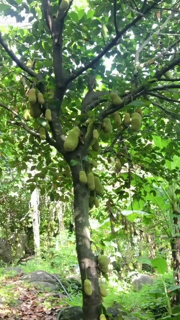海南榴莲蜜。甜甜蜜蜜，榴莲蜜个头不大。确能甜到心里甜度30个