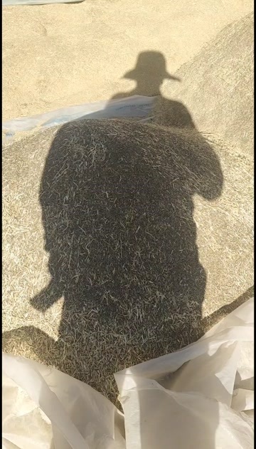 孜然产地批发
