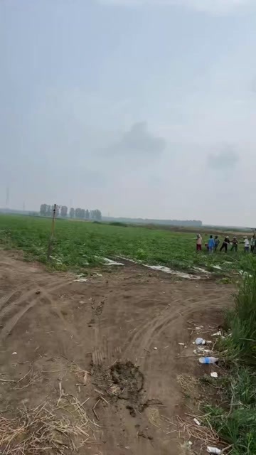 天津有籽红麒麟，二茬瓜，坐标天津宁河30亩，本人瓜农不是代办