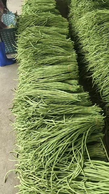 合浦县豆角，一级长豆角，一级货