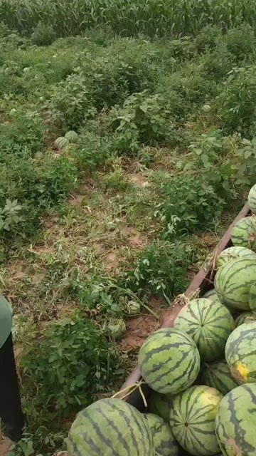 大城县麒麟西瓜，脆甜爆汁，鲜秧活把