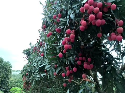 钦州广西禾荔