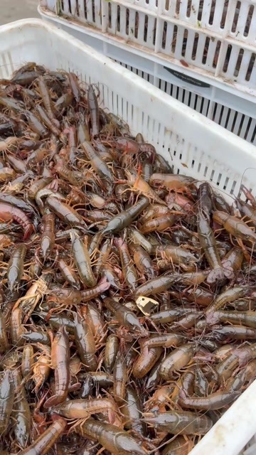 隆昌市龙虾苗