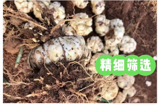 鮮百合湖南湘西龍山發(fā)貨 送貨上門 支持代發(fā)快遞物流