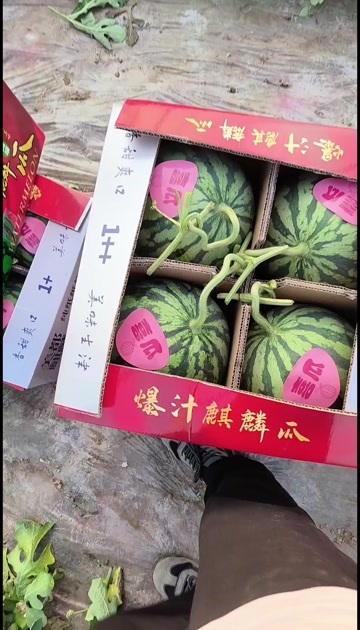 乾县无籽美都