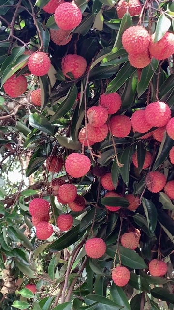广州从化荔枝，桂味，糯米糍大量上市