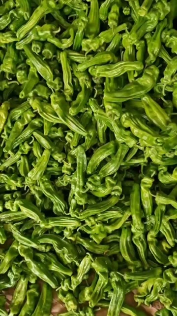 定边县芜湖椒