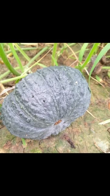 重庆市板栗南瓜。蜜本南瓜。