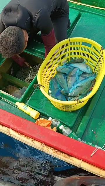 鹦鹉青衣鱼西沙海鲜鹦哥鱼珊瑚鱼