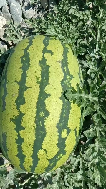 靖远西瓜