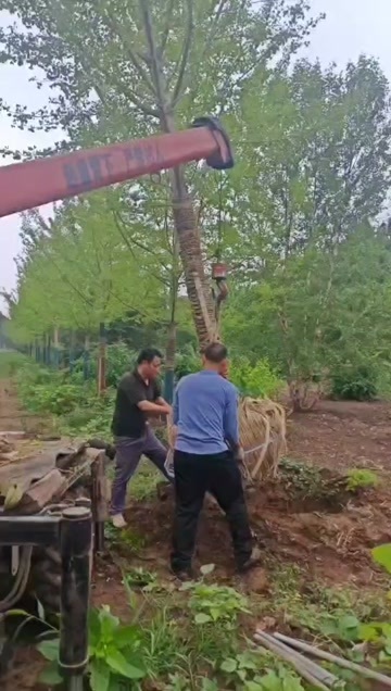 基地大量出售15公分精品银杏