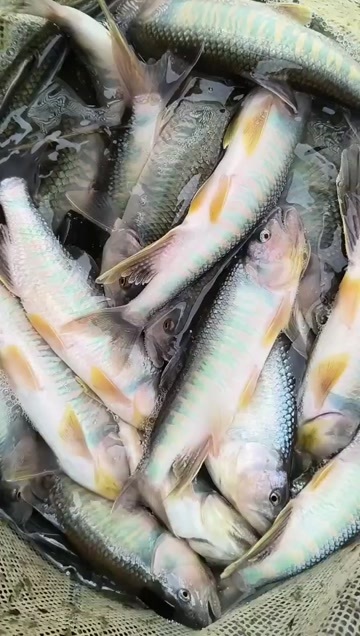 永丰县鲜活马口鱼