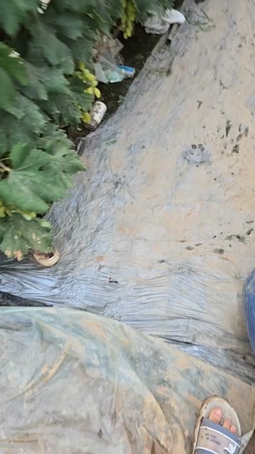 河北衡水饶阳金手指葡萄 品质好，糖分高