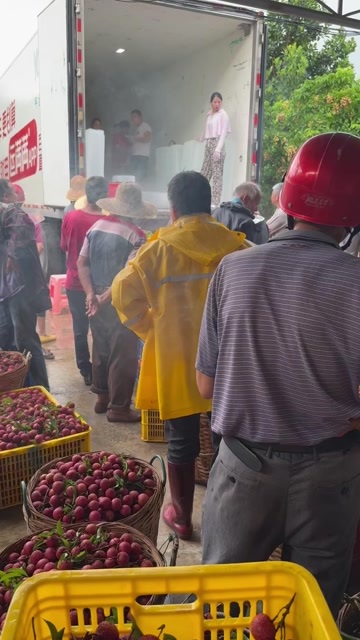 阳江阳西特产玉荷包荔枝