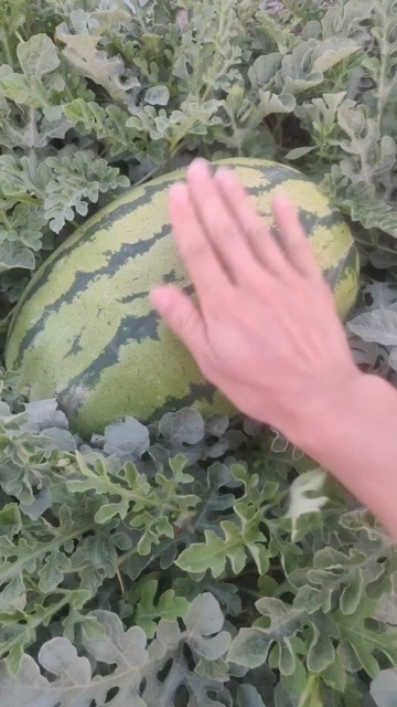 靖远县硒砂瓜