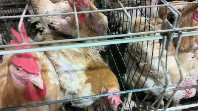 宾阳县黄土二母鸡5.6斤左右，南宁