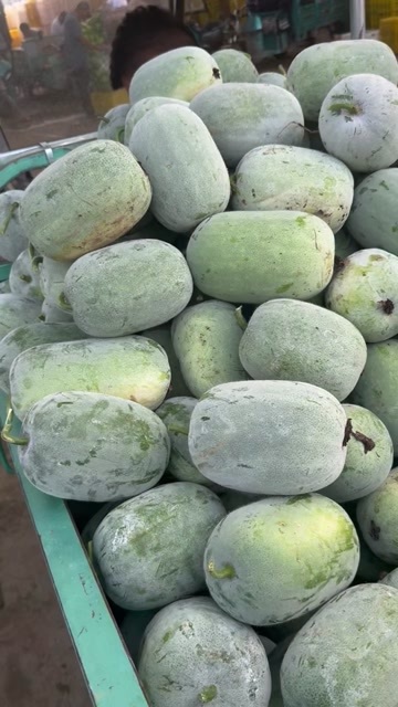 中牟县水果冬瓜大量现货
