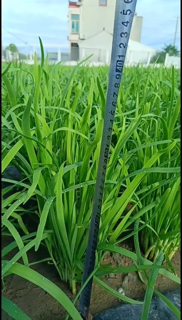 上海二年根韭菜头刀，二刀