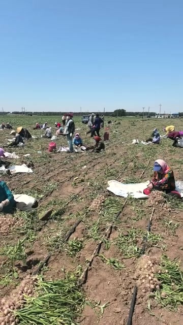 黑山县独头蒜批发，产地货源4元到5元不等，带毛头独头蒜，大量有货