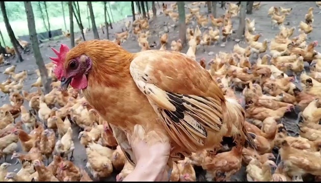 喂包谷粮食的跑山乌骨鸡