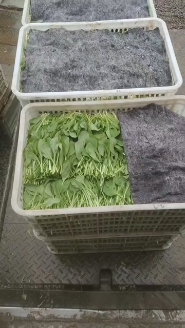 鸡毛菜  菜央 毛毛菜