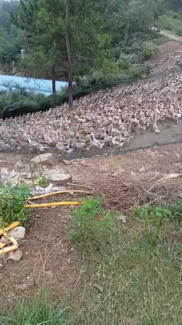 随州青年蛋鸭90多天
