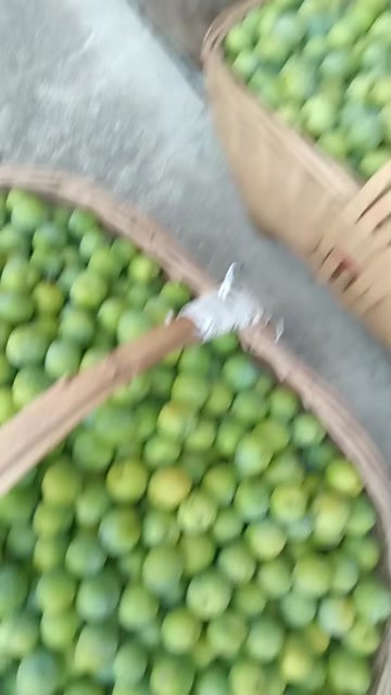 城固县青脆李。大量有货.有需要联系