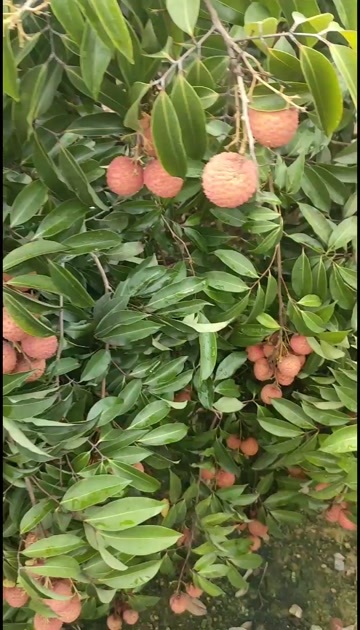 灵山县广西灵山桂味荔枝