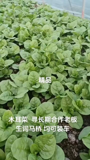 木耳菜  紫角叶