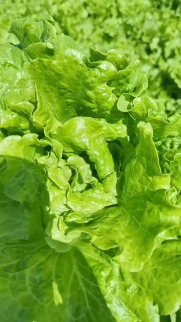 中牟县意大利生菜