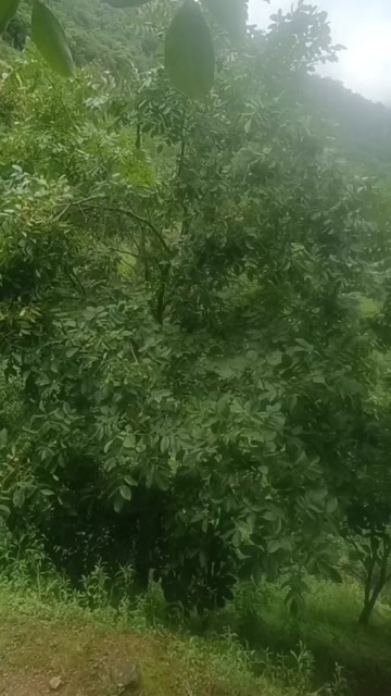 盐源县青皮核桃