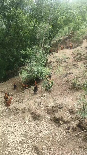 农村跑山鸡
