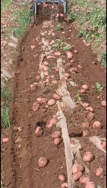 昆明产地代发专业做土豆青薯9号88号等可以发市场货要的老板联系我