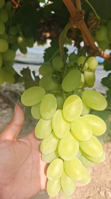 大荔县陕西产区维多利亚青提大量上市价位2+，大颗粒果面干净