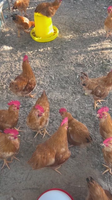 土鸡，自家散养土鸡，大种鸡，活鸡，鸡肉，