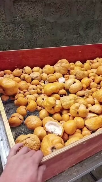 芒市竹黄