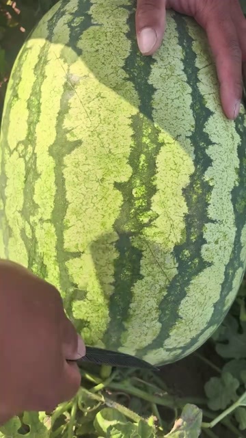 镇江金城5号西瓜
