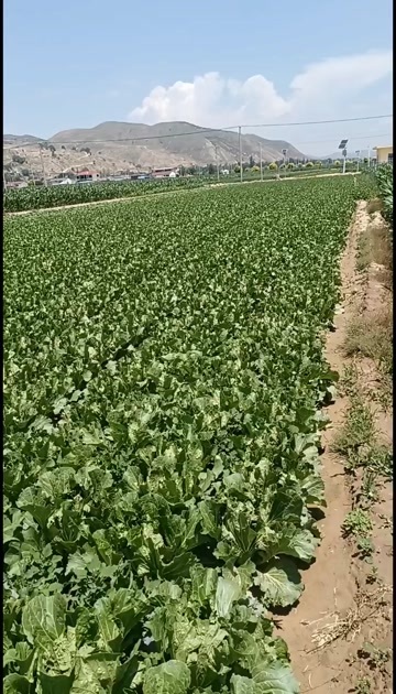西吉县黄心大白菜