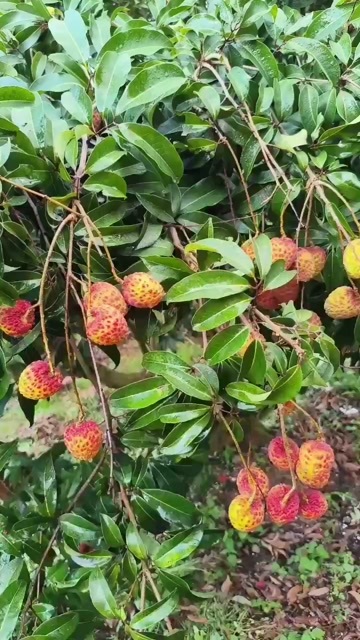 桂平市桂味