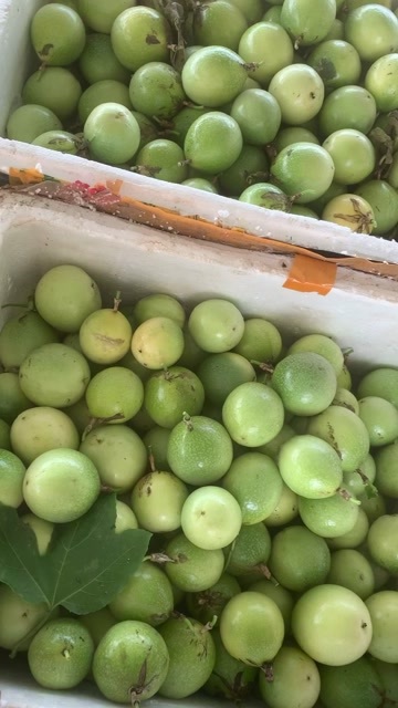 柳州今天摘果，硬皮，无白皮，精品果，手慢无……