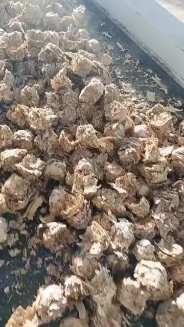 固镇县玉米秸秆草球，牛羊马驴等的最爱