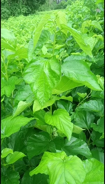广东桑叶鲜货