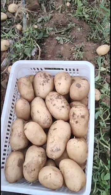 新乐市沃土土豆个大光滑