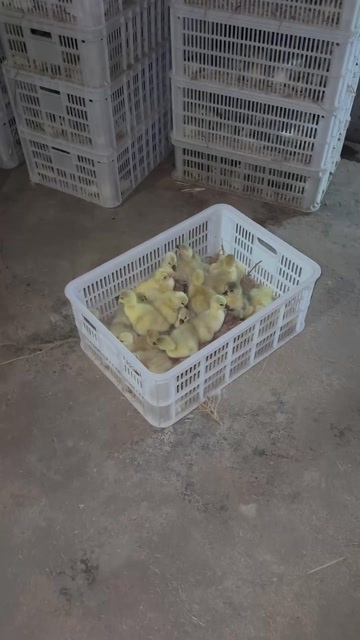广东汕头澄海区优质鹅苗禽畜肉蛋供应