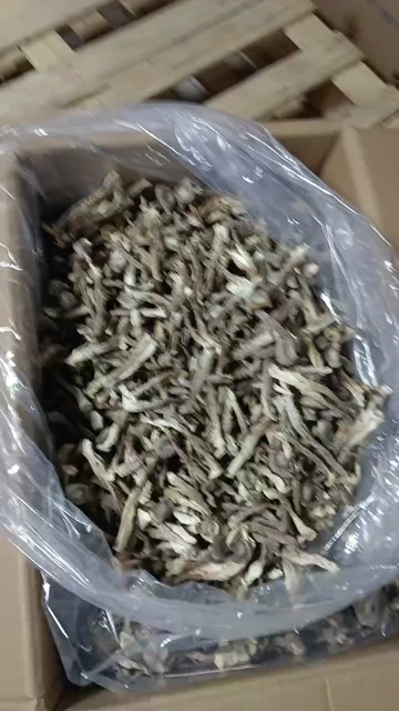 鹿茸菇