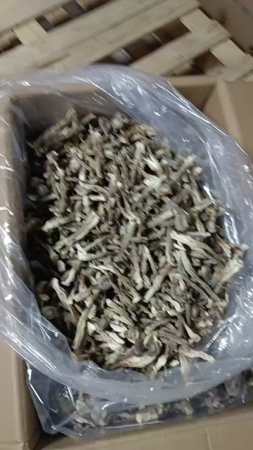中牟县鹿茸菇