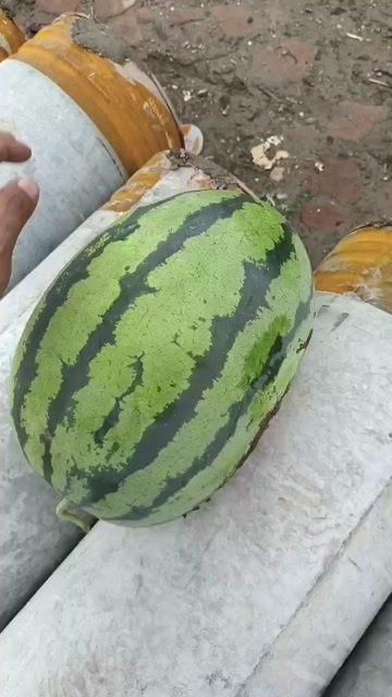 天津宁河西瓜产区，猛虎大量上市，